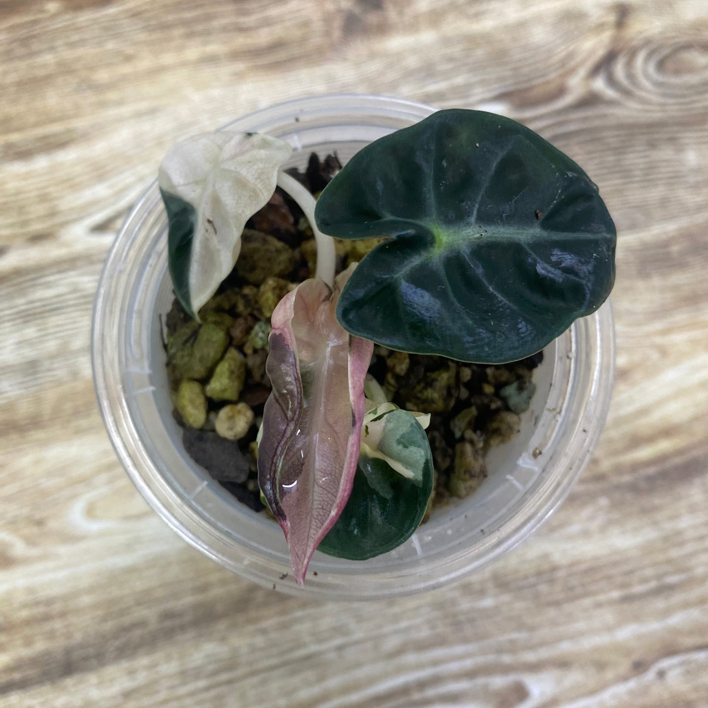 Alocasia Heart Balloon Pink Variegated - D