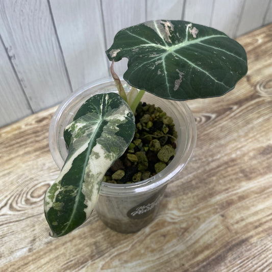 Alocasia Black Velvet Pink - C (C)