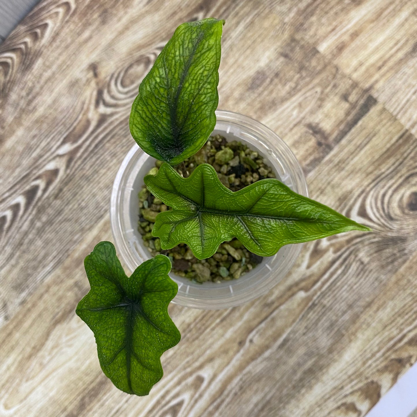 Alocasia Jacklyn - B