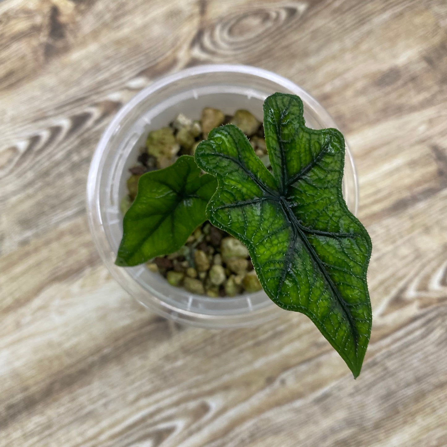 Alocasia Jacklyn - C