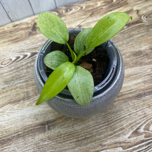 Philodendron Whipple Way - A