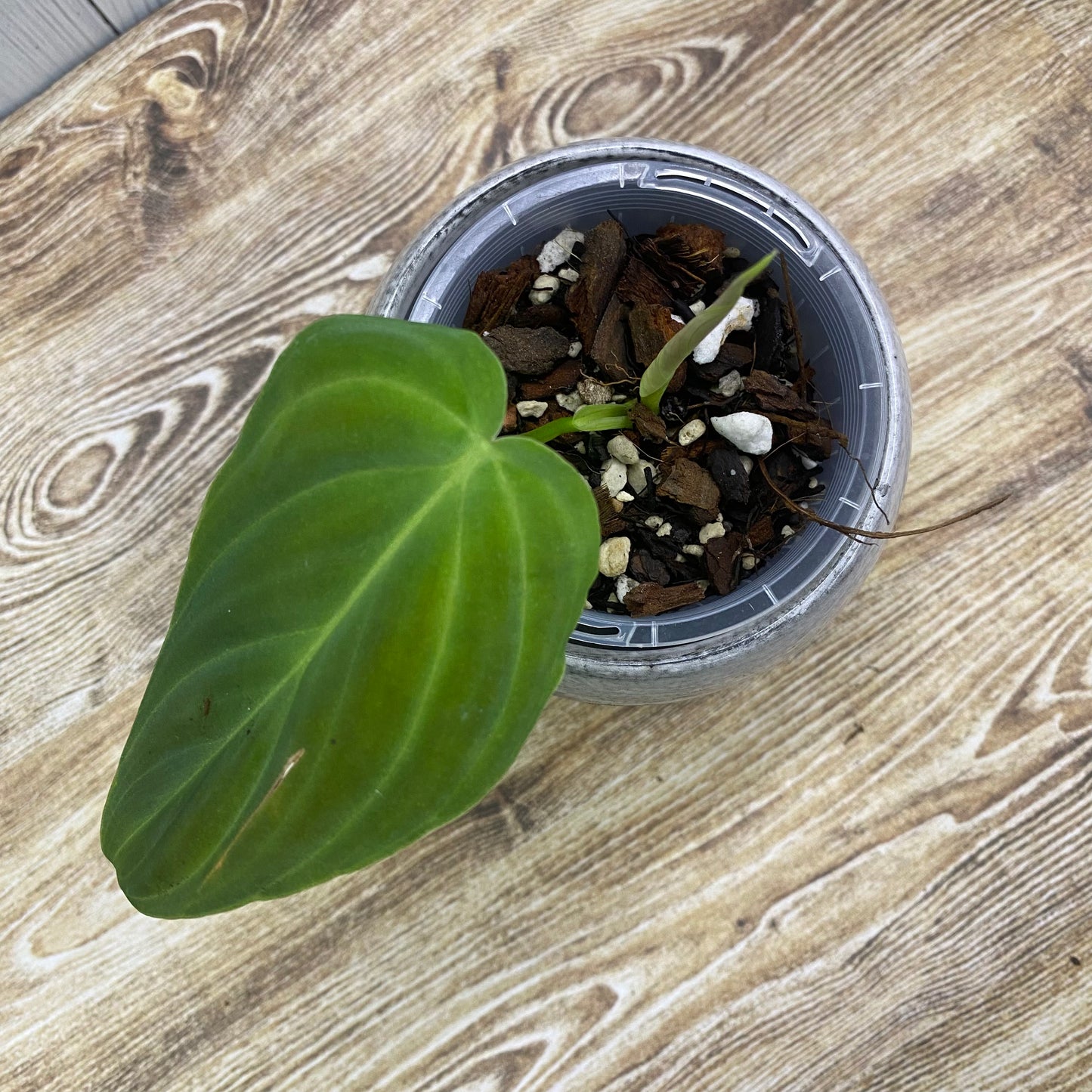 Philodendron Splendid - K