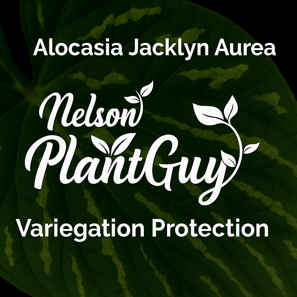 Variegation Protection Alocasia Jacklyn Aurea