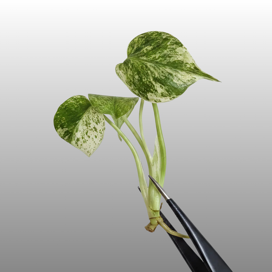 Monstera Deliciosa Jungle Mint - Tissue Culture - ETD 25th of August