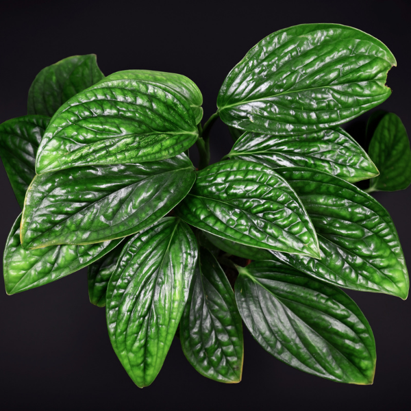 Monstera Peru A
