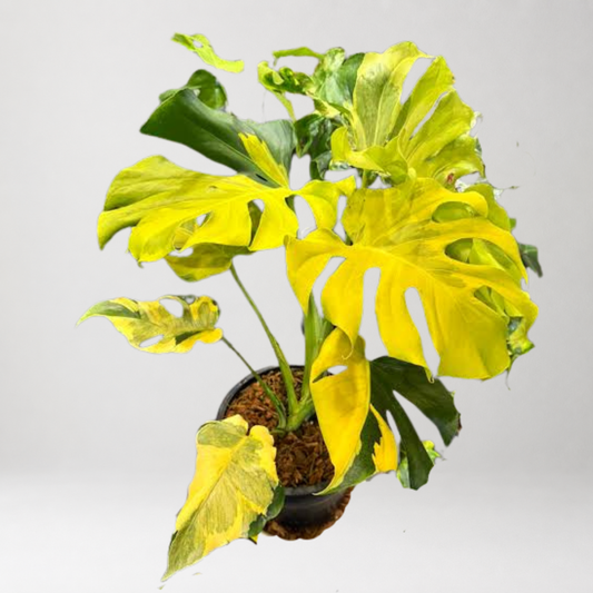 Monstera Deliciosa ‘Neon Lava’ – Tissue Culture – Coming Soon