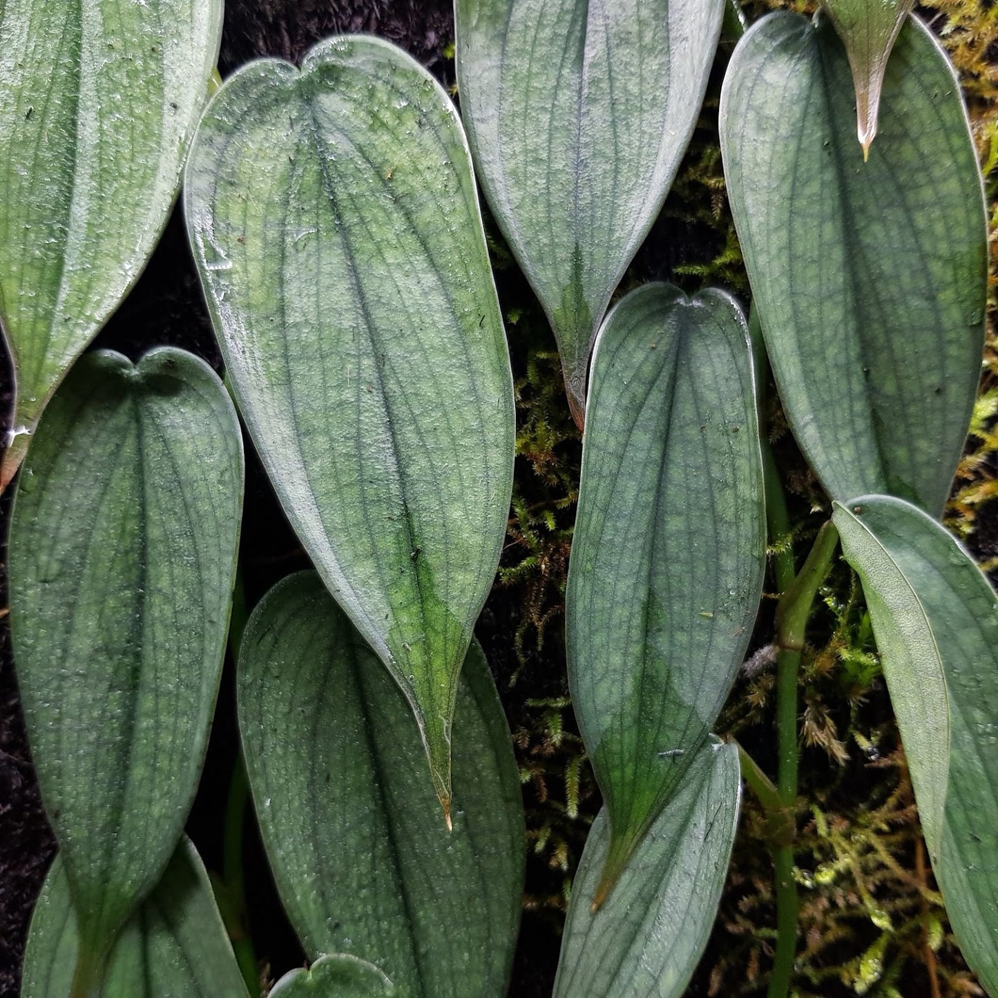 Philodendron Burle Marx Fantasy D