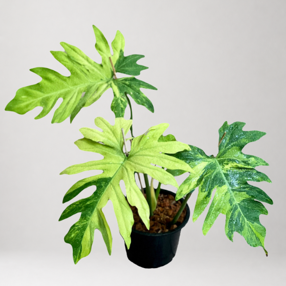 Philodendron radiatum var. pseudoradiatum Variegated – Tissue Culture – Coming Soon