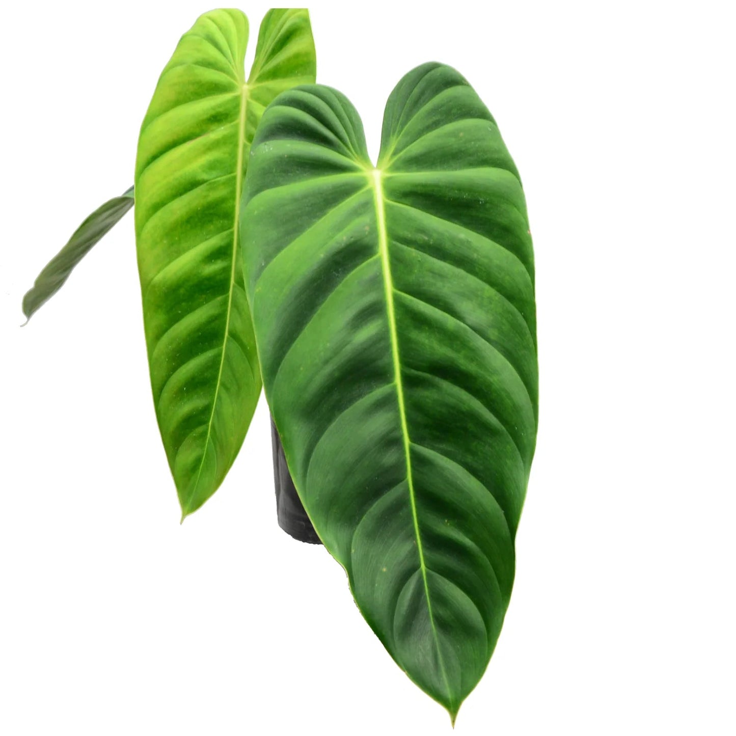 Philodendron Esmeraldense W