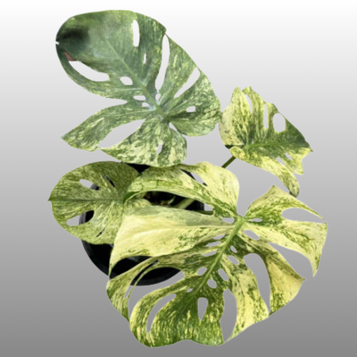 Monstera Deliciosa ‘Siam Mint’ – Tissue Culture – Coming Soon