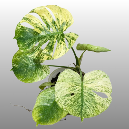 Monstera Deliciosa ‘Siam Mint’ – Tissue Culture – Coming Soon