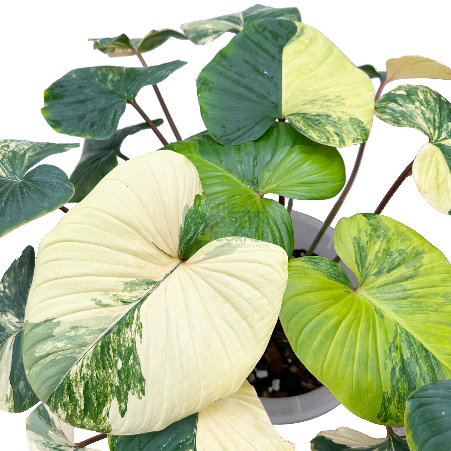 Homalomena Rubescens Aurea Variegated F