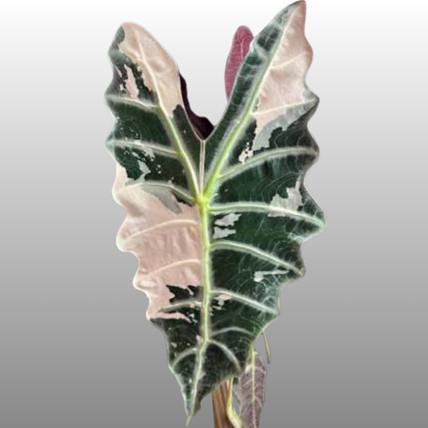 Alocasia Sanderiana ‘Pseudo Pink Variegated’ - Tissue Culture - Coming Soon