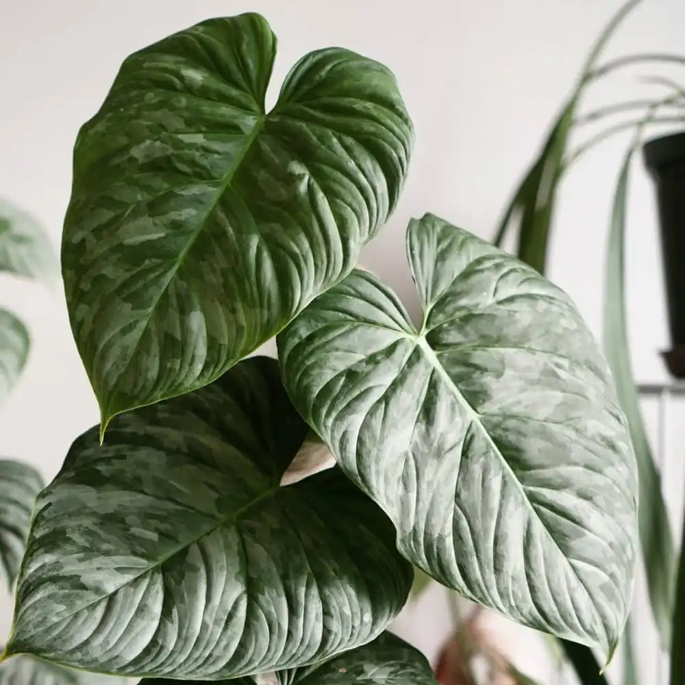 Philodendron Majestic H