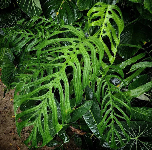 Monstera Esqueleto C