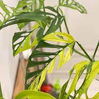 Monstera Adansonii Laniata Aurea A