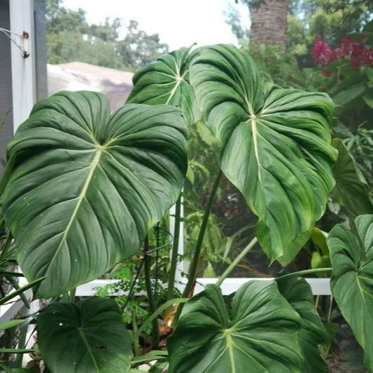 Philodendron Pastazanum D