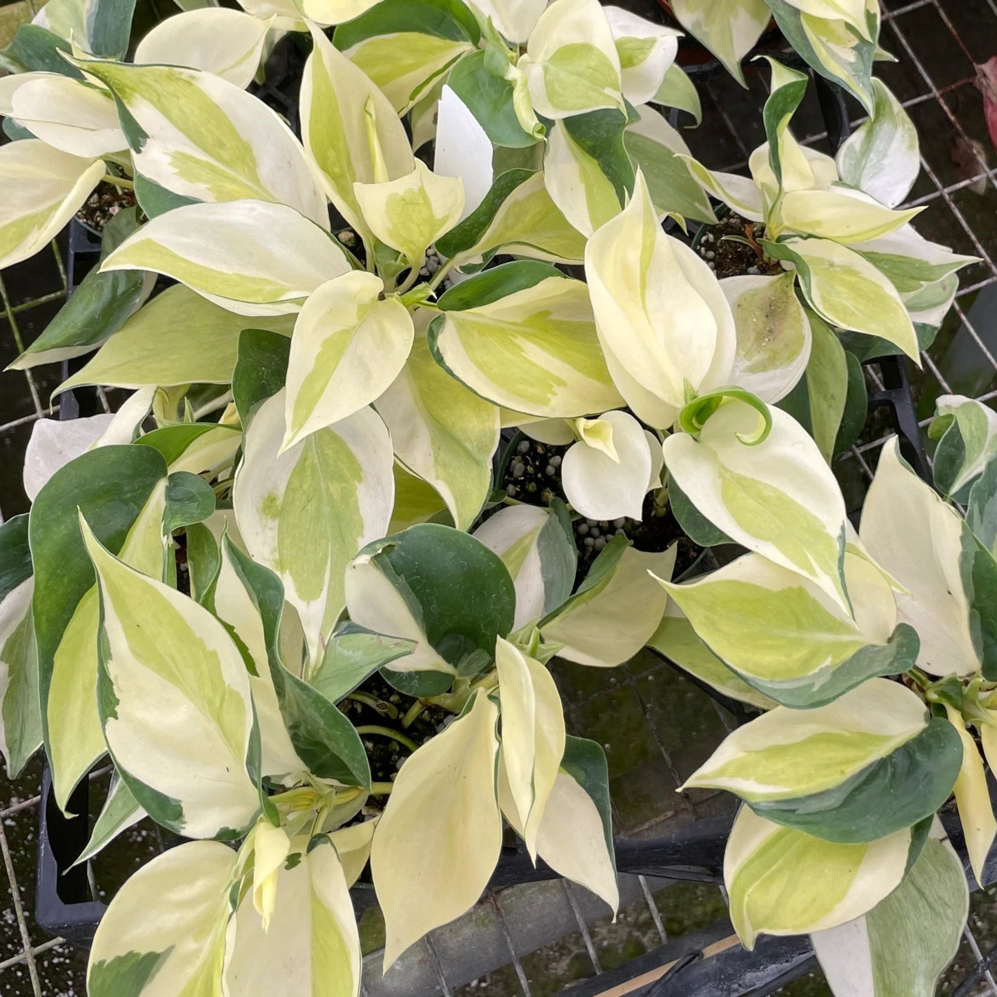 Philodendron Gabby D