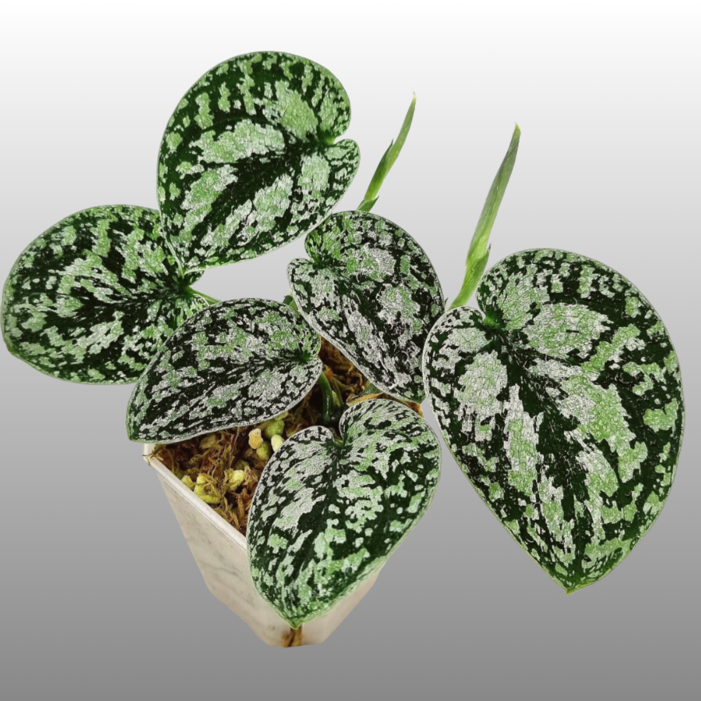 Scindapsus Dark Tri Colour