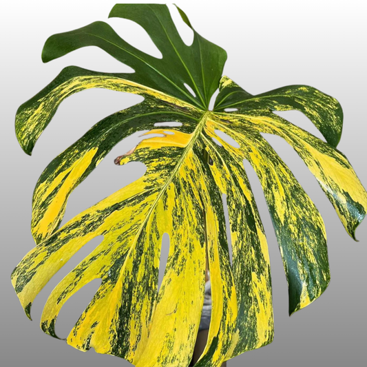 Monstera Deliciosa ‘Yellow Marilyn’ - Tissue Culture - Coming Soon