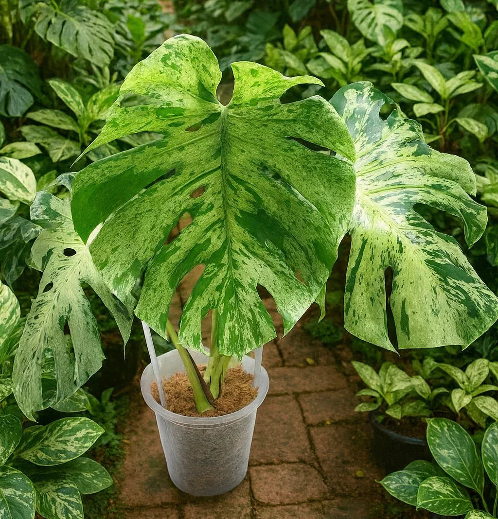 Rare Plants in 2026 - Pricing, Patience, and Perspective