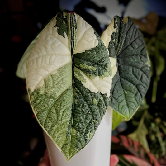 Marketing Names, Variegation & The Truth Behind Plant Hype