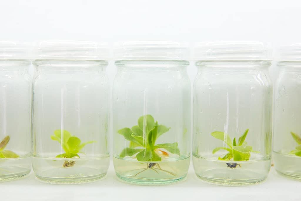 Deflask & Sell: The Cost of Releasing Tissue Culture Plants Too Early