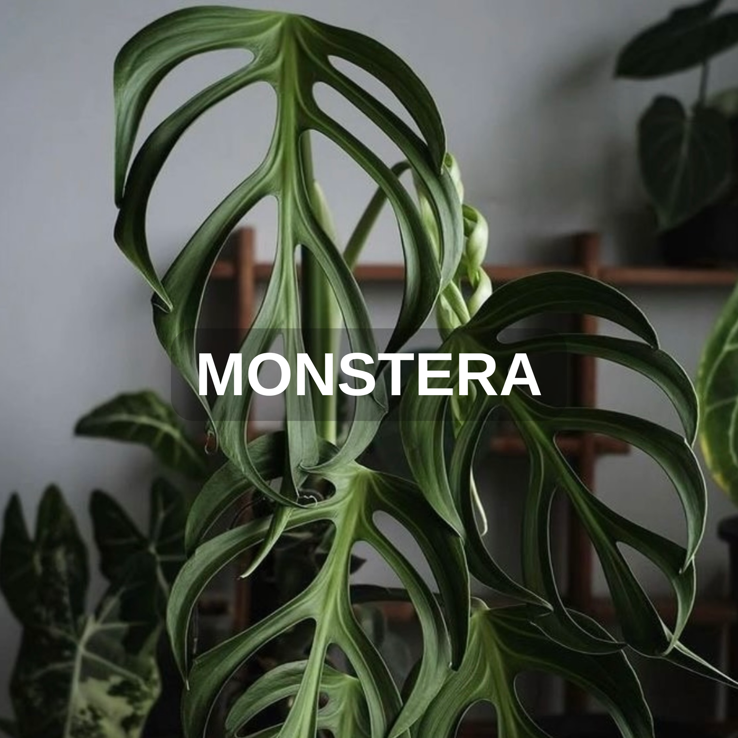 Monstera