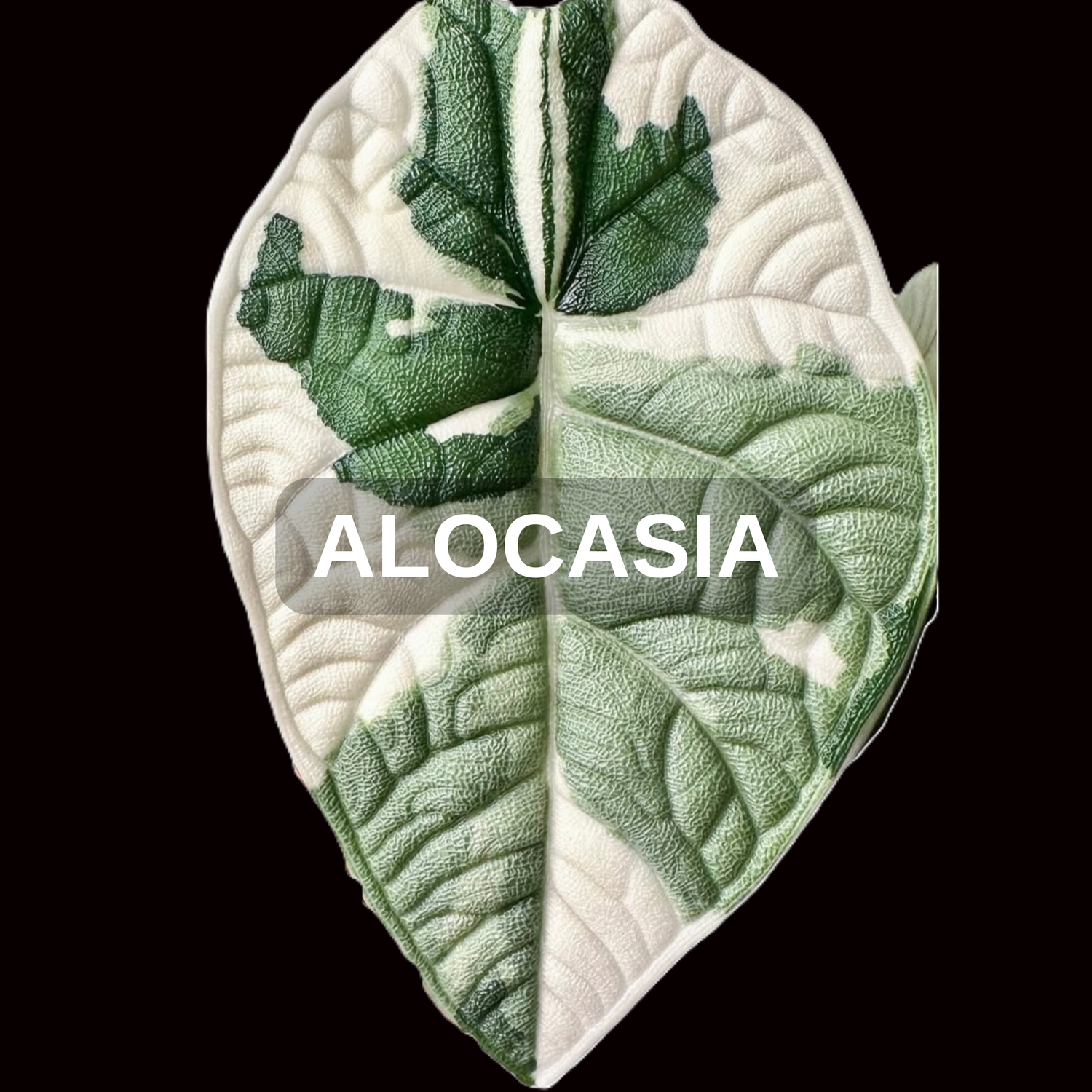 Alocasia