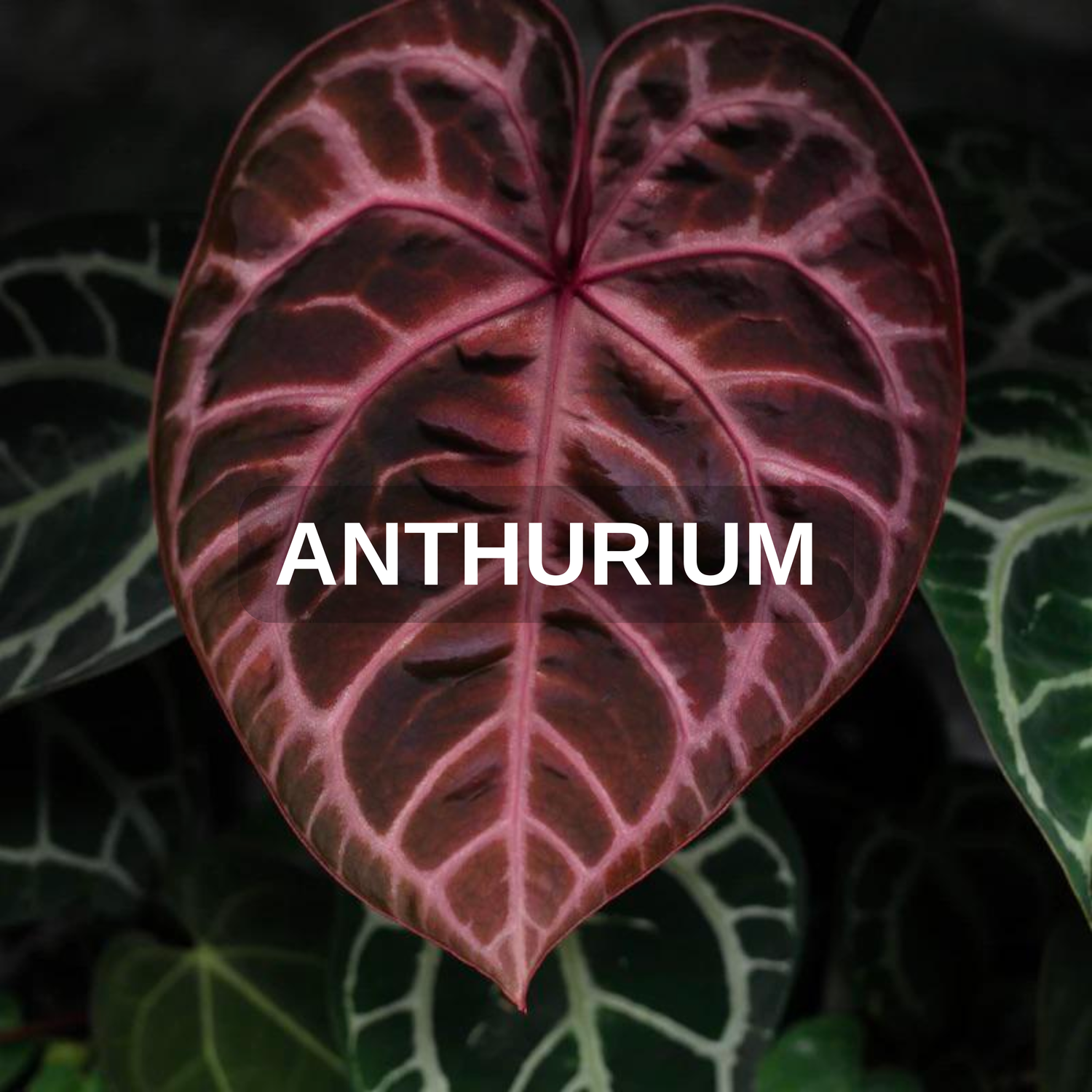 Anthurium