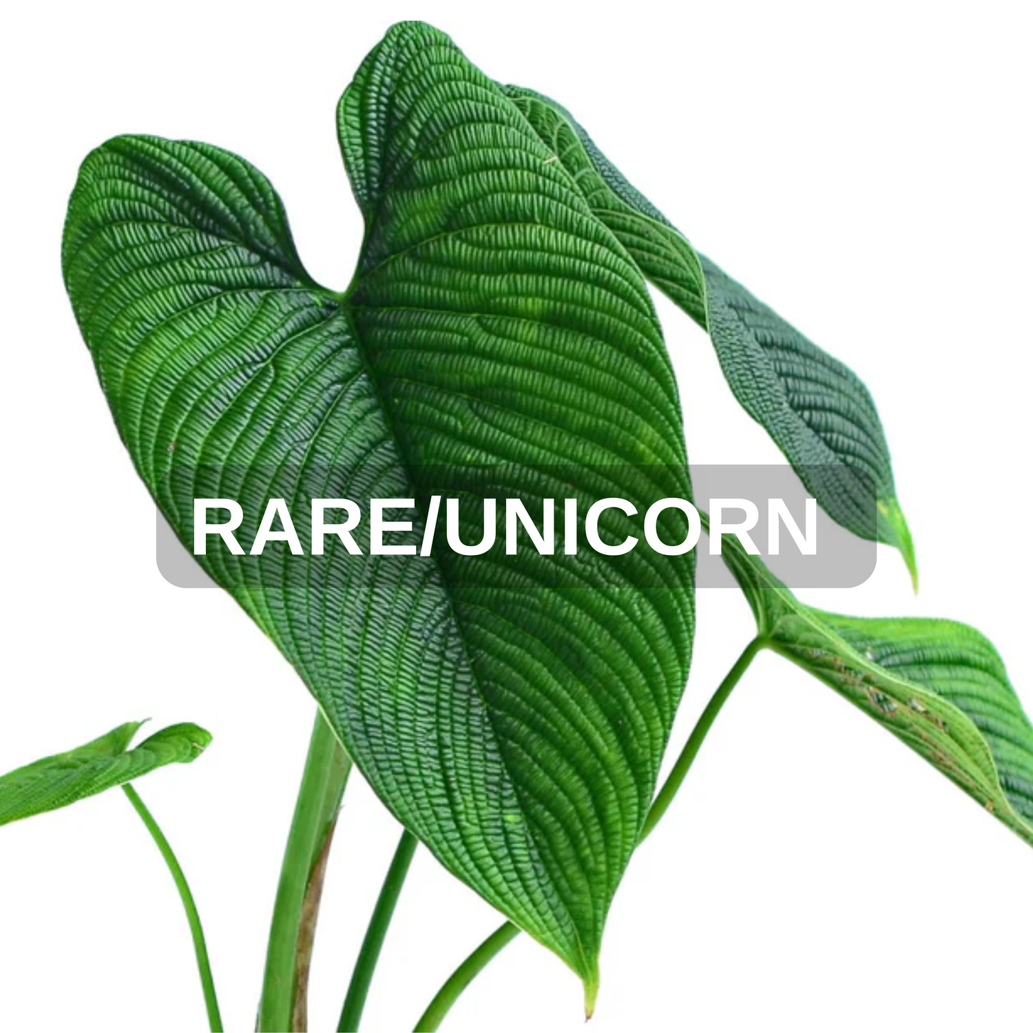 Rare/Unicorns