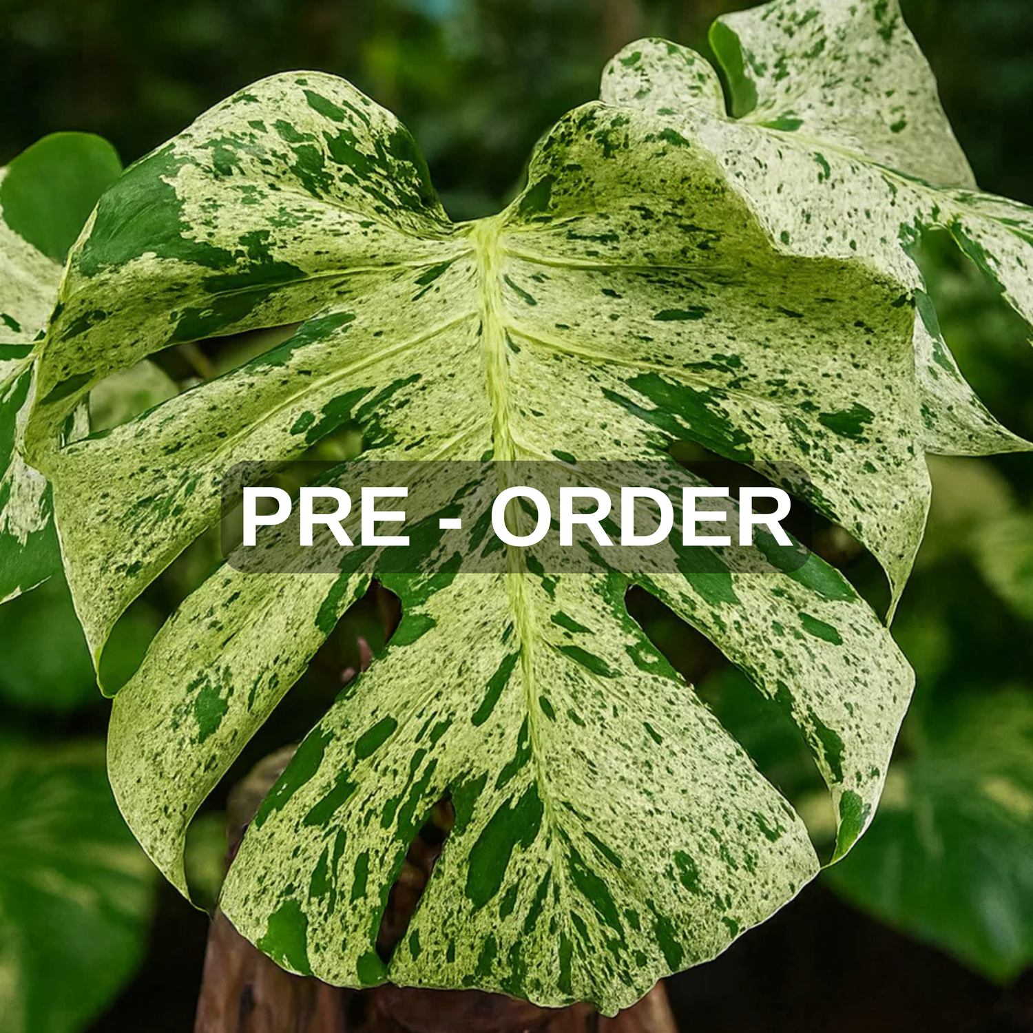 Pre-Order