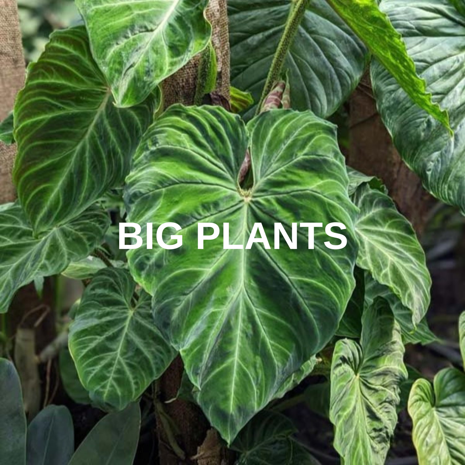 Big Plants