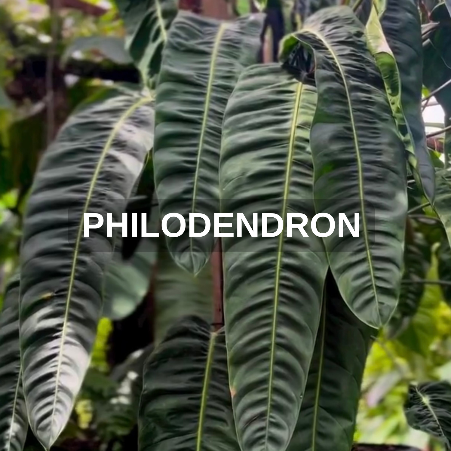 Philodendron
