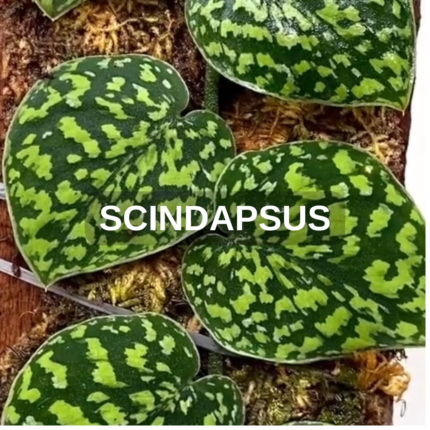 Scindapsus