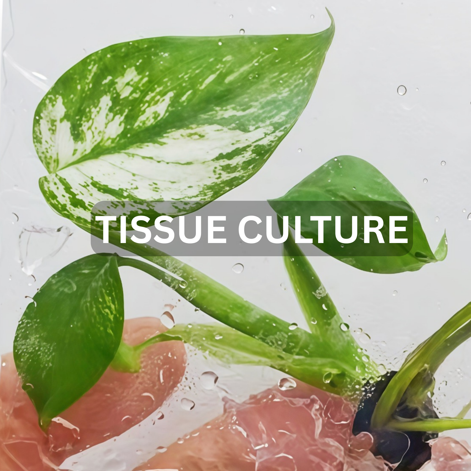Tissue Culture