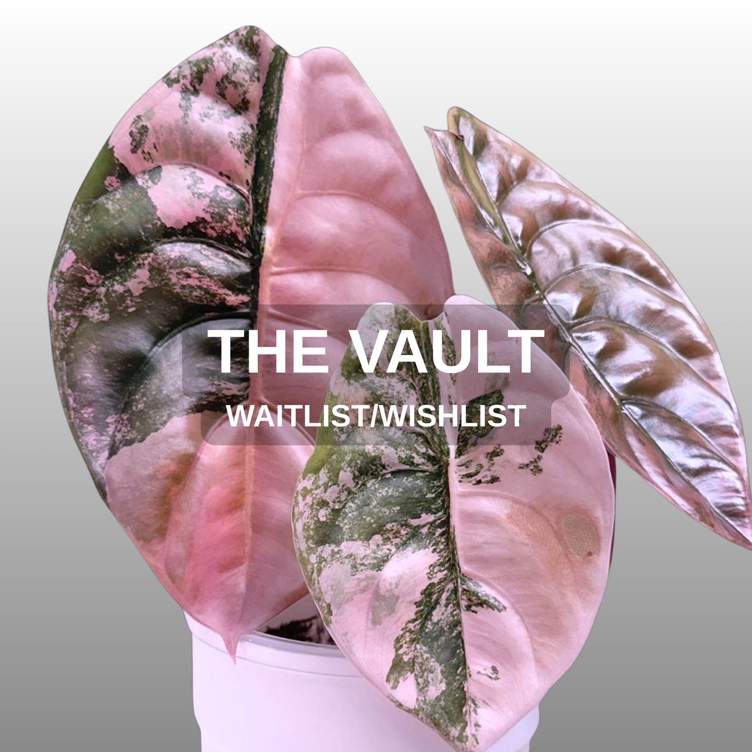 The Vault - Wish & Waitlist