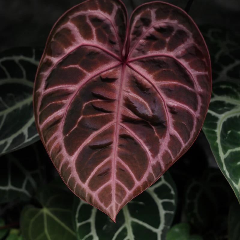 Anthurium