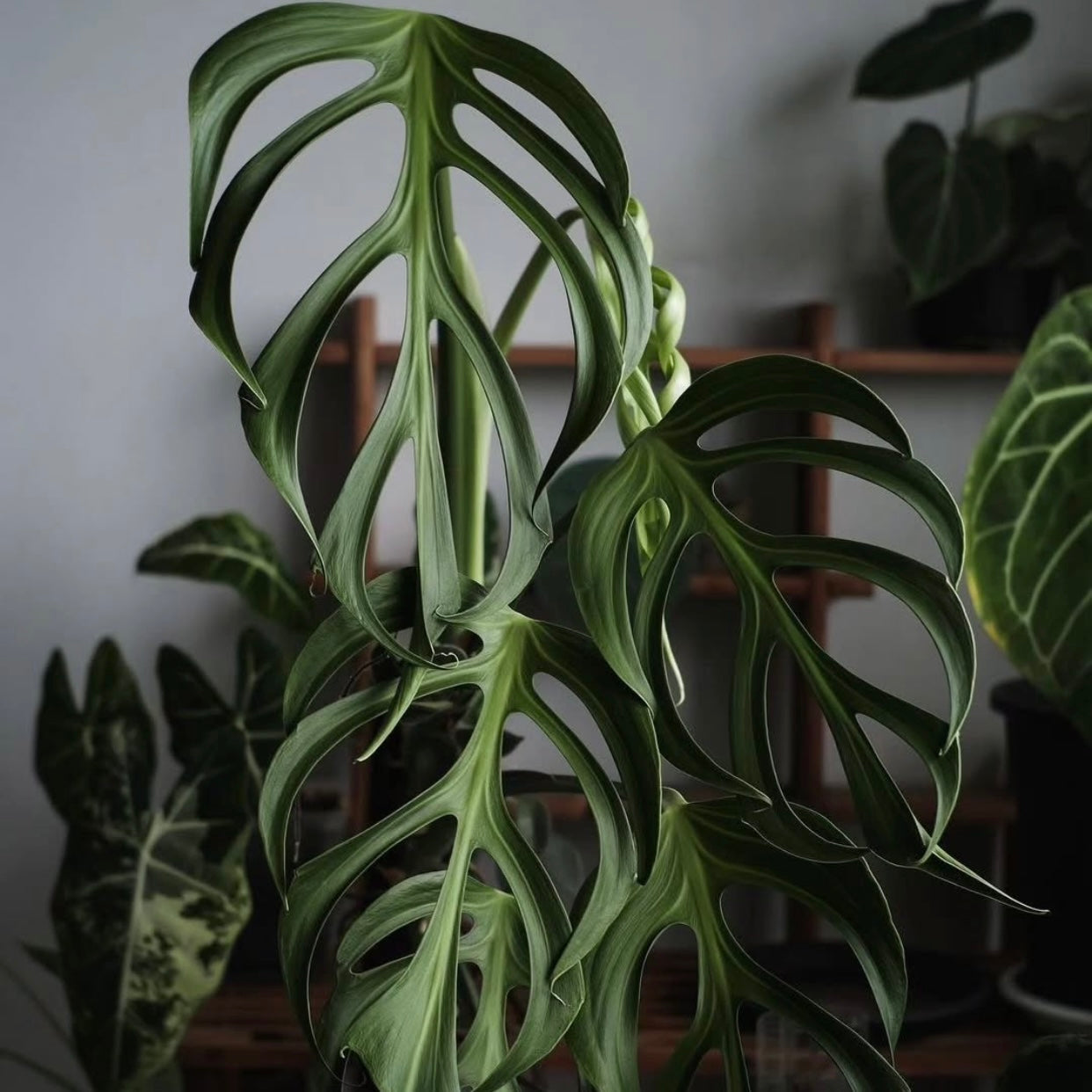 Monstera