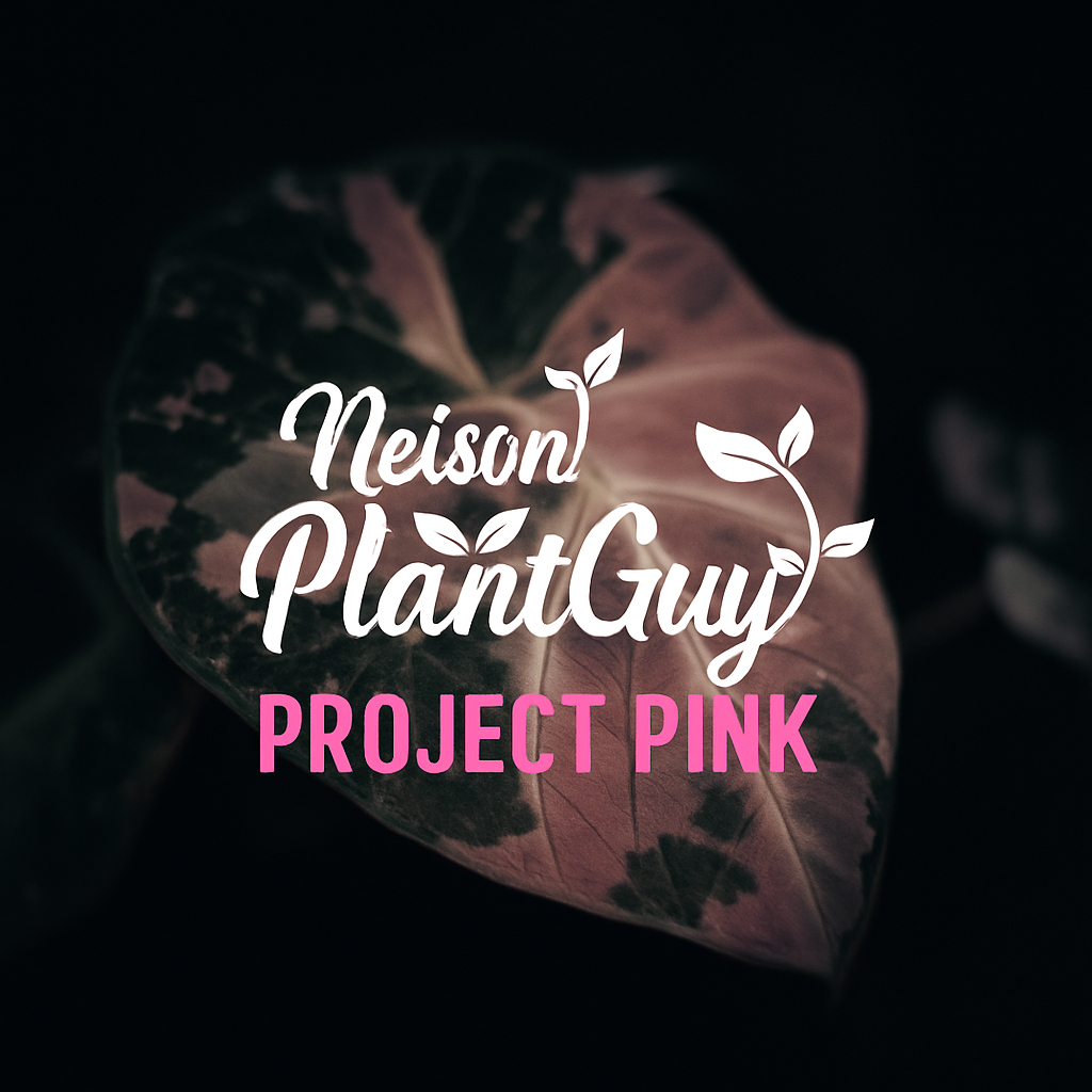 Project Pink