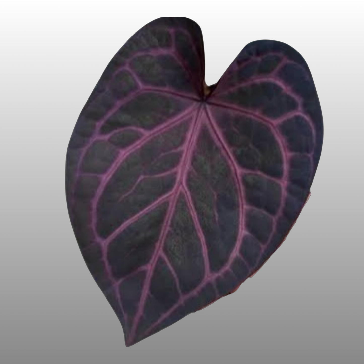 Anthurium Purple Crystallinum - E TC