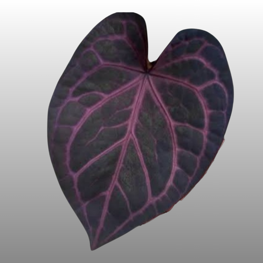 Anthurium Purple Crystallinum - F TC