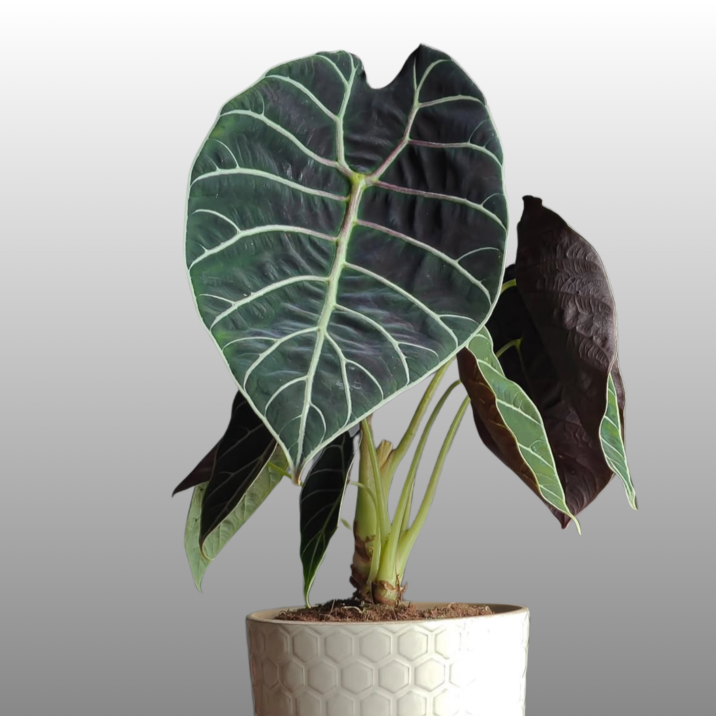 Alocasia Pride Of Curup