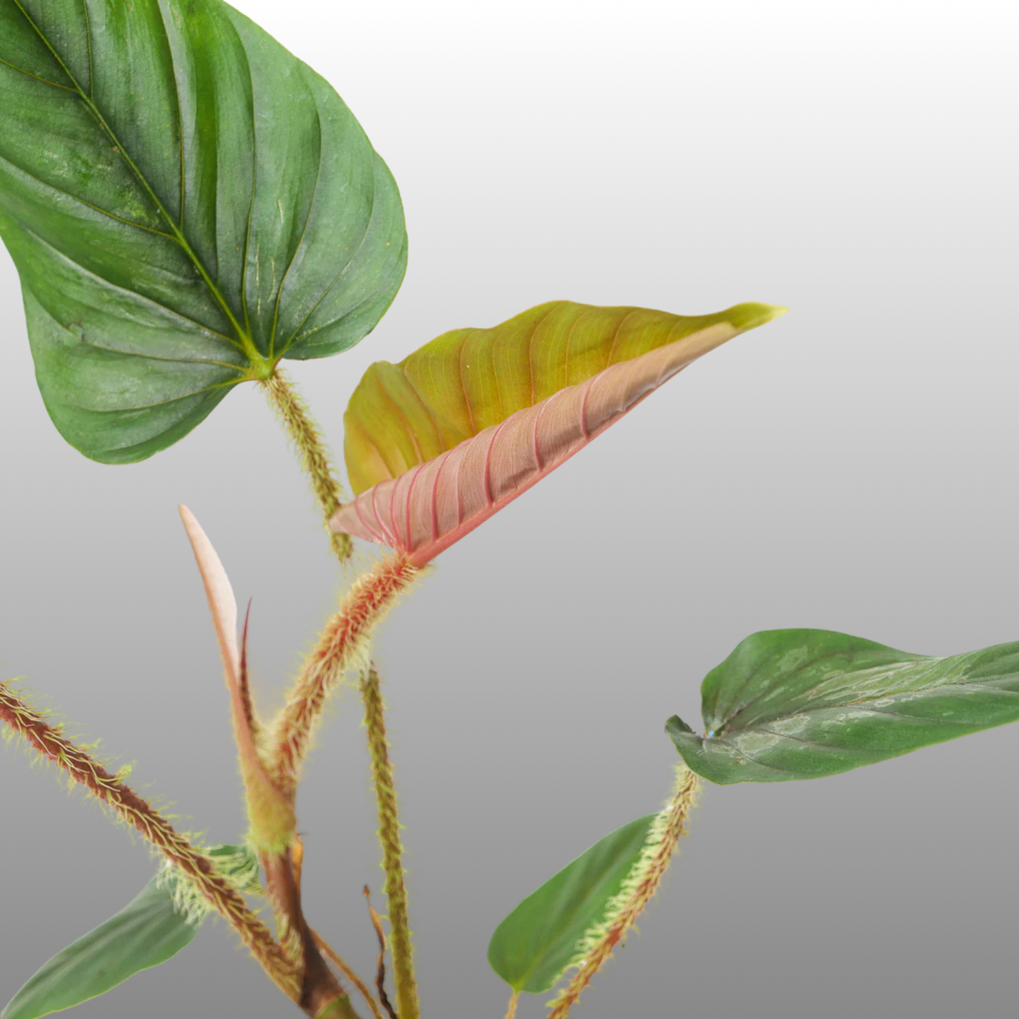 Philodendron Serpens