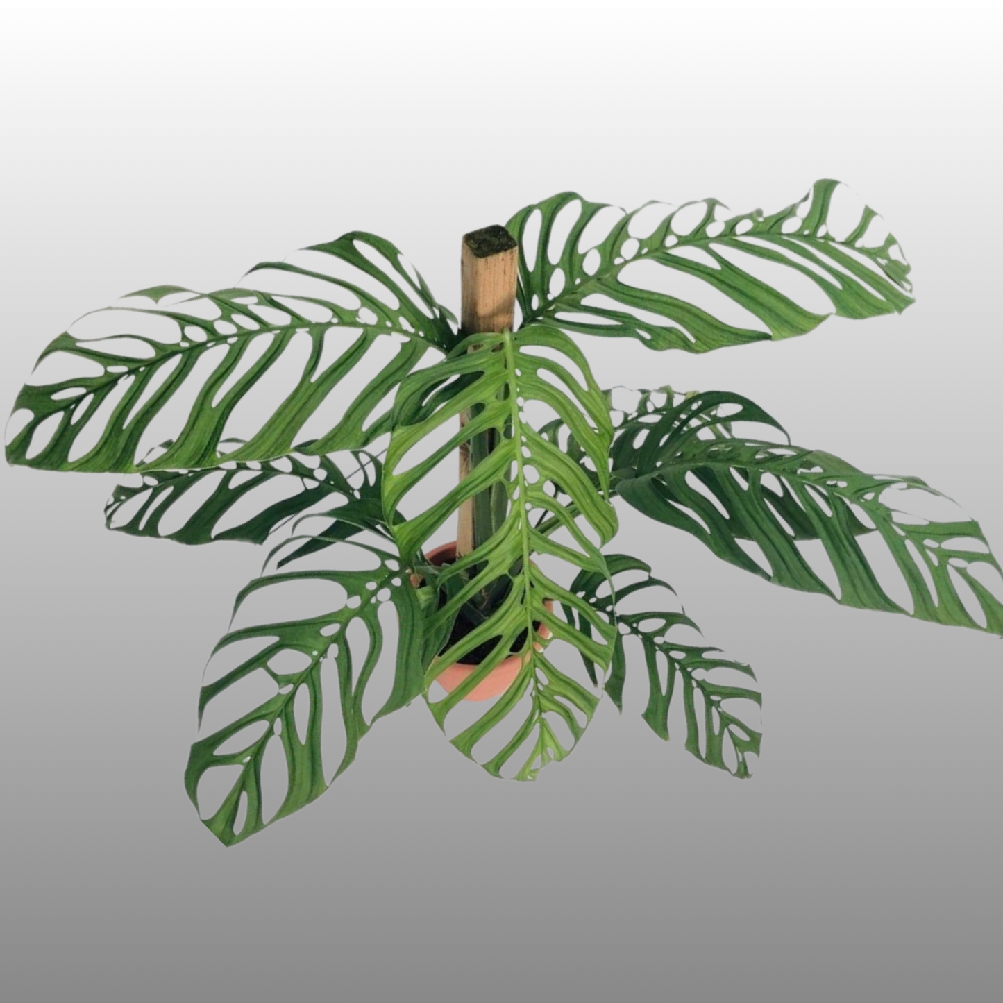 Monstera Esqueleto