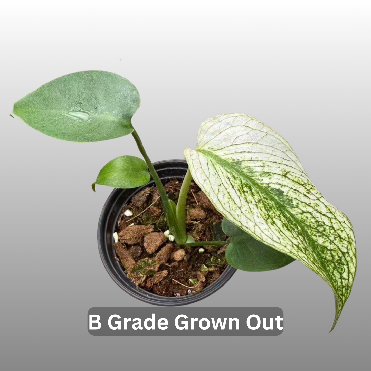 Monstera Devil Monster - Tissue Culture - ETD 17th August 2026