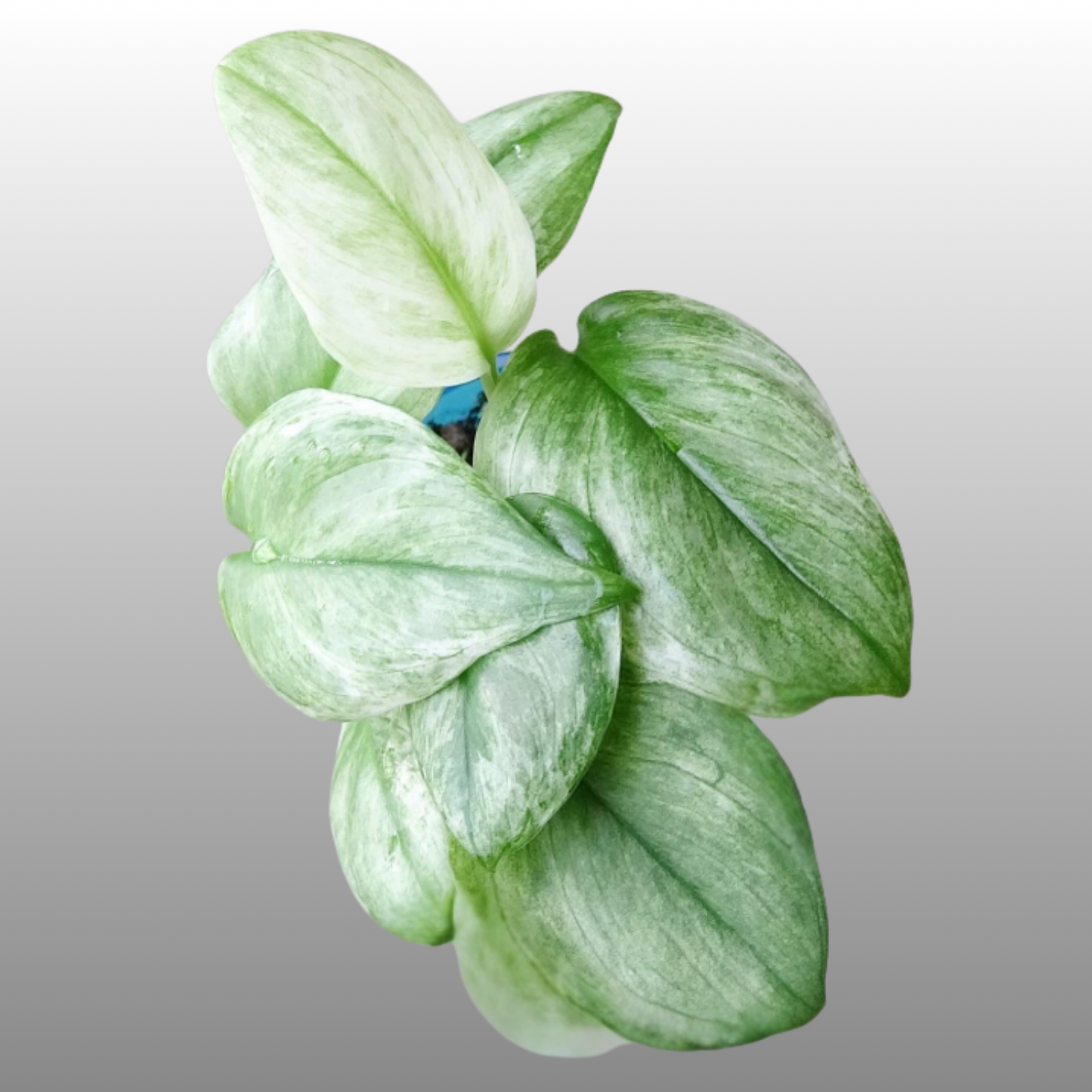Scindapsus Moonlight Mint