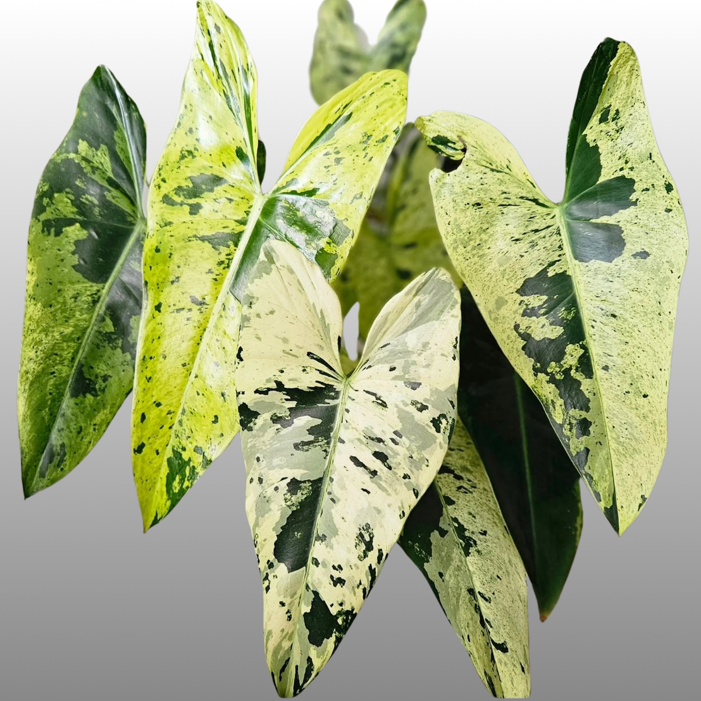 Philodendron Imbe Variegated