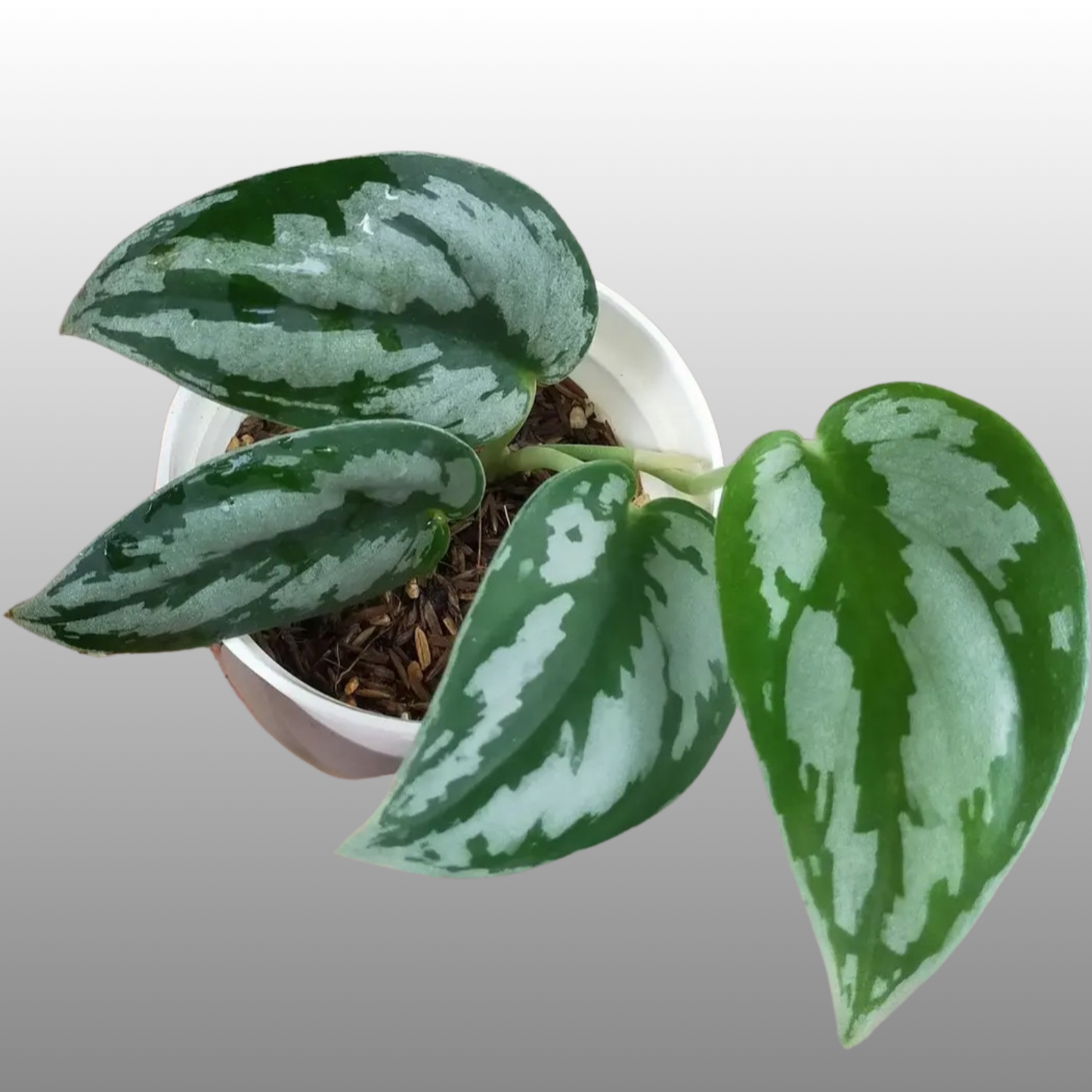 Scindapsus Silver Princess