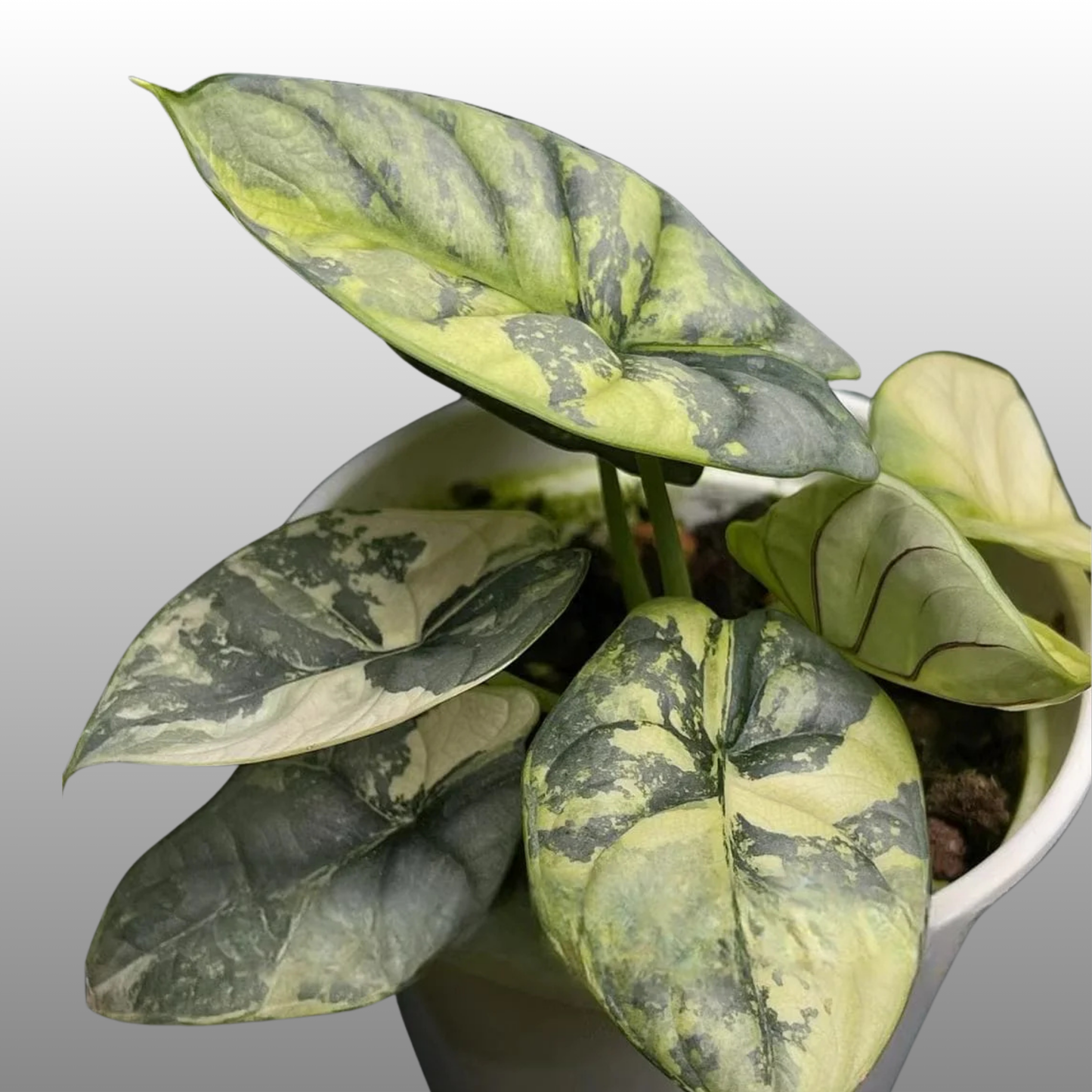 Alocasia Silver Dragon Scale Aurea